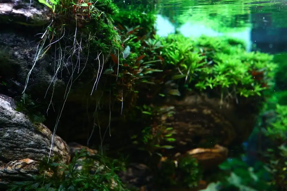 Aquascaping steps - Connecting - IAPLC 2025 Honor Prize - Long Tran Hoang / Vietnam